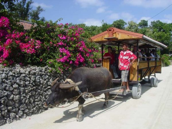 竹富島の水牛