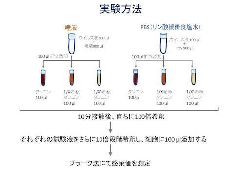 柿渋とコロナウィルス試験管実験の図